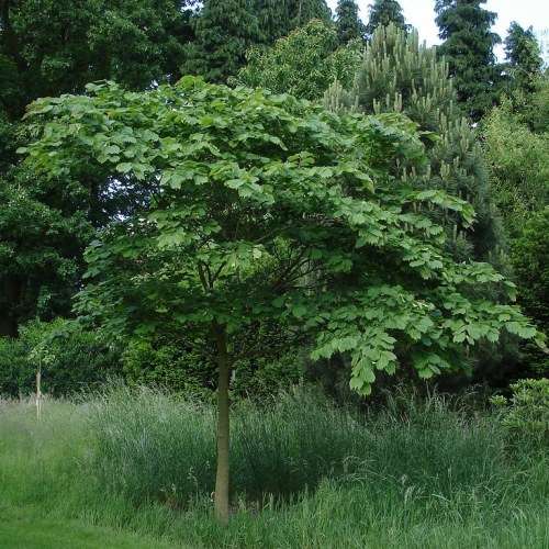 Trees 10 Celtis koraiensis Korean Hackberry Seeds Exotic Frost